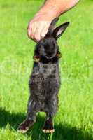 Hand holding young rabbit