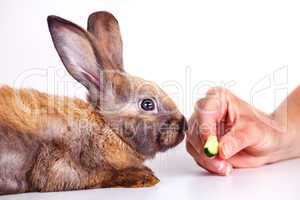 Hand feeding rabbits