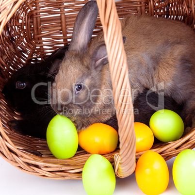 Bunny with colorful Easter eggs