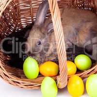 Bunny with colorful Easter eggs