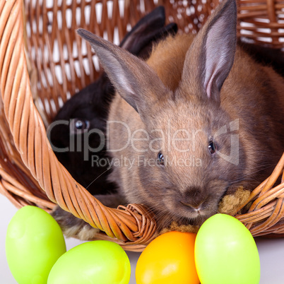 Bunny with colorful Easter eggs