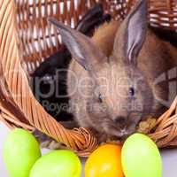 Bunny with colorful Easter eggs