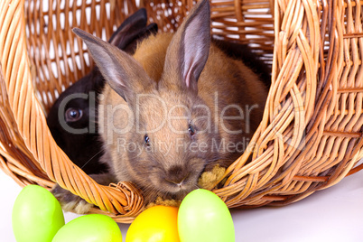 Bunny with colorful Easter eggs