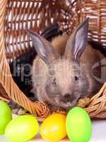 Bunny with colorful Easter eggs