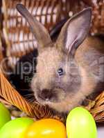 Bunny with colorful Easter eggs