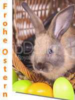 Easter card with rabbit and eggs