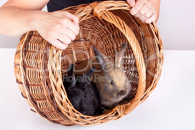 Rabbit and basket