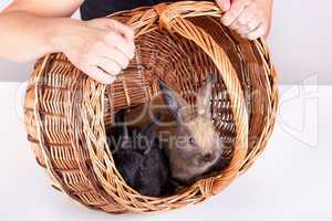 Rabbit and basket