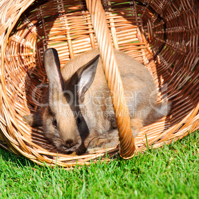 Rabbit and basket in the grass