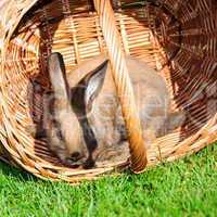 Rabbit and basket in the grass
