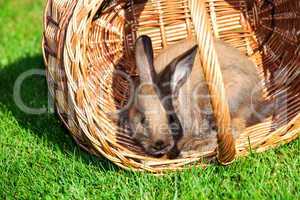 Rabbit and basket in the grass