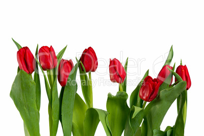 Tulpen aufgereiht
