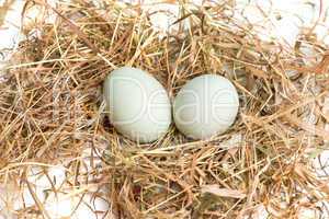 Eier im Nest