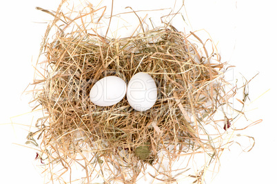 Eier im Nest