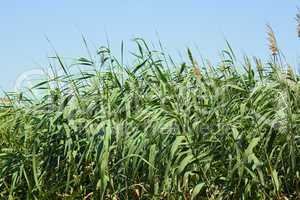 dense thicket of reeds