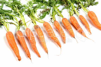 Karotten in Reihe