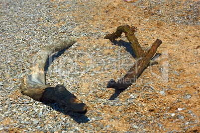 dried charred wood on a wild beach