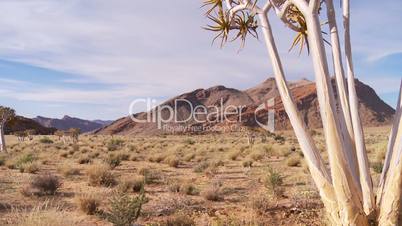 Time lapse dolly shot past quiver tree near Namibian border