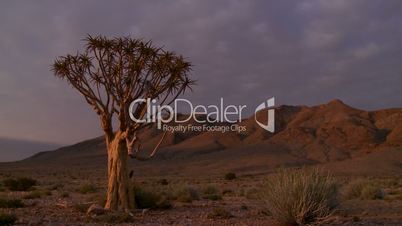 Early morning timelapse on quiver tree, Namibian border