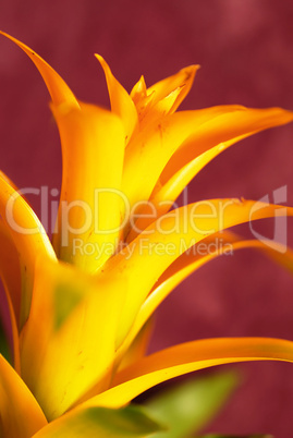 Yellow bromelia