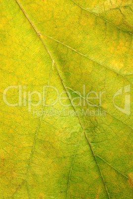 Leaf texture closeup