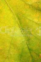 Leaf texture closeup