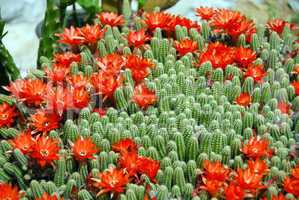 Cactus red flowers