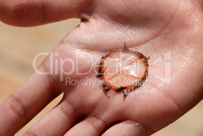 Jellyfish on palm