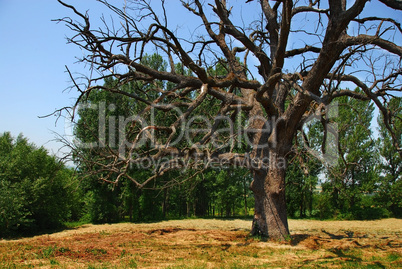 Lonely dry tree