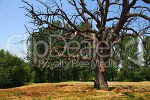 Lonely dry tree