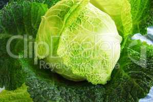 savoy cabbage