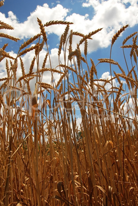 Wheat field