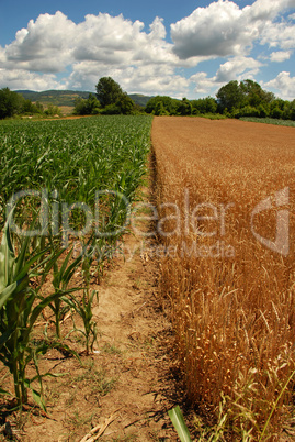 Wheat and corn planting