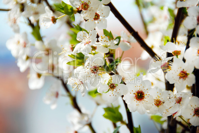 Blooming plum flowers background