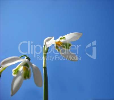 Snowdrops over blue sky