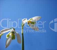 Snowdrops over blue sky