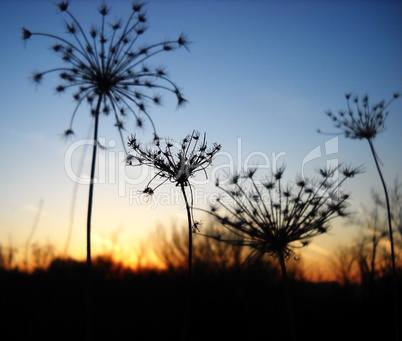 Dry plants sunset