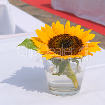 sunflower on the table