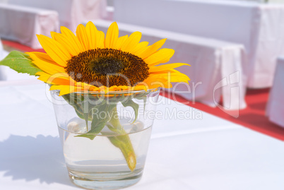sunflower on the table
