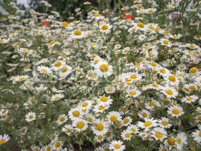 camomile flower