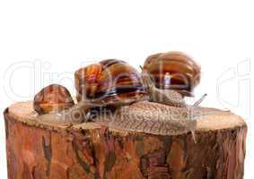 Family of snails on pine-tree stump