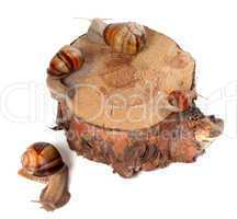 Snails on pine-tree stump. Top view.