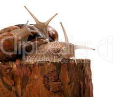Family of snails on pine tree stump