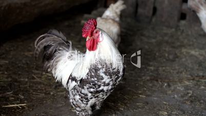 Close-up of a rooster in the barn.