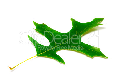 Green leaf of oak