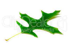 Green leaf of oak