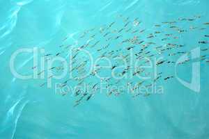 fishes gobies near sea surface