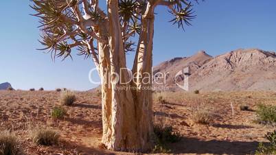 Time lapse dolly shot of a quiver tree near Namibian border