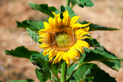 Beautiful yellow sunflower in the field