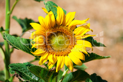 Beautiful yellow sunflower in the field